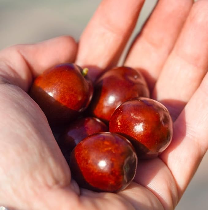 Jojoba Oil - Direct from EIR Oils' Farm in Israel - 100% Pure Carrier Oil - Image 8