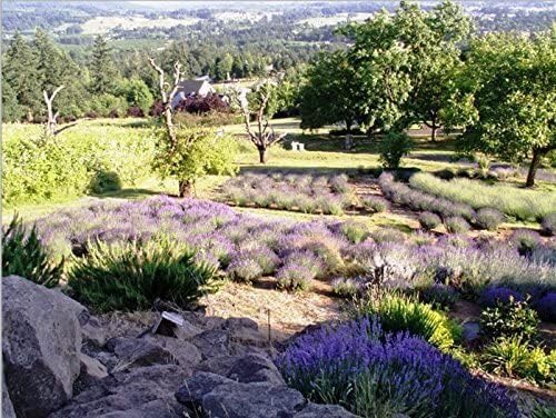 Victoria's Lavender Pillow and Linen Spray — Lavender Essential Oil - Image 7