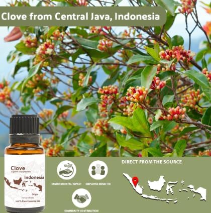 100% Pure Clove Essential Oils - Image 4