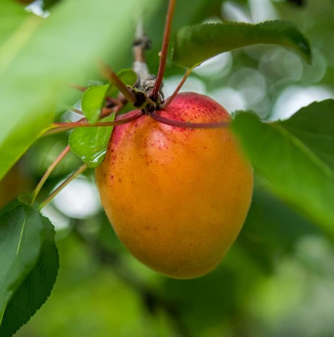 Apricot Kernel Oil - Image 8