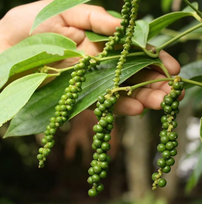 Black Pepper Essential Oil - Image 7