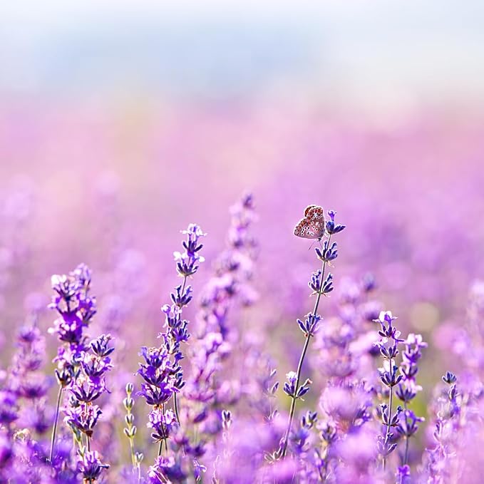 Earthborn Elements Lavender Epsom Salt, Infused - Image 4