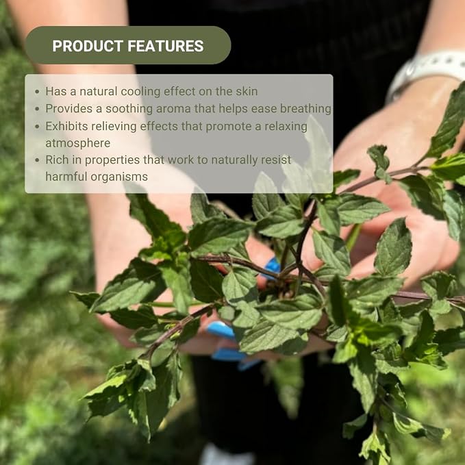 Peppermint Essential Oil - Image 2