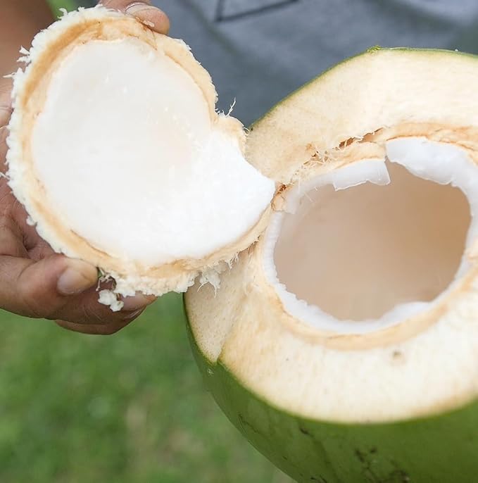 Fractionated Coconut Oil - Image 8