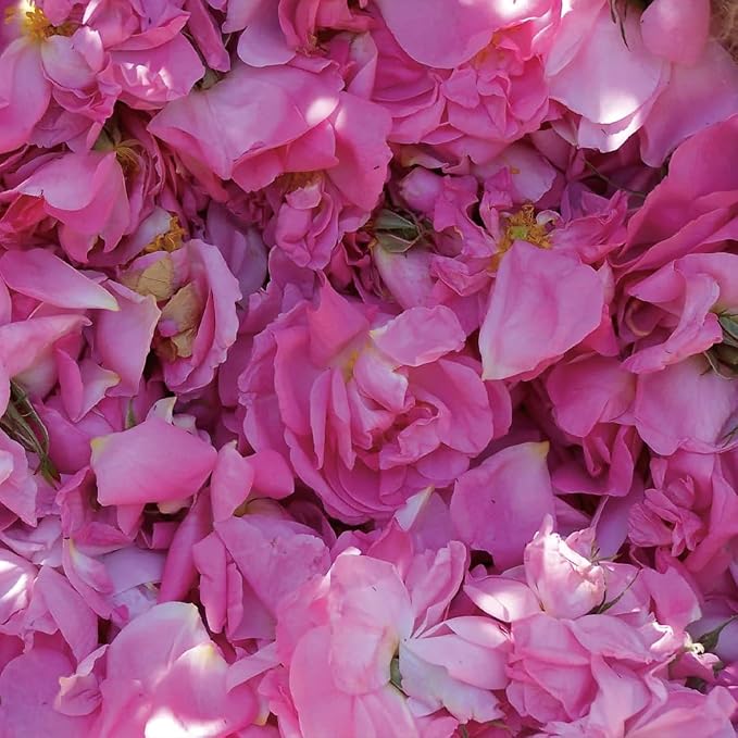 Aromatics International Rose Otto Damascena Hydrosol 100ml | Luxurious Floral - Image 2
