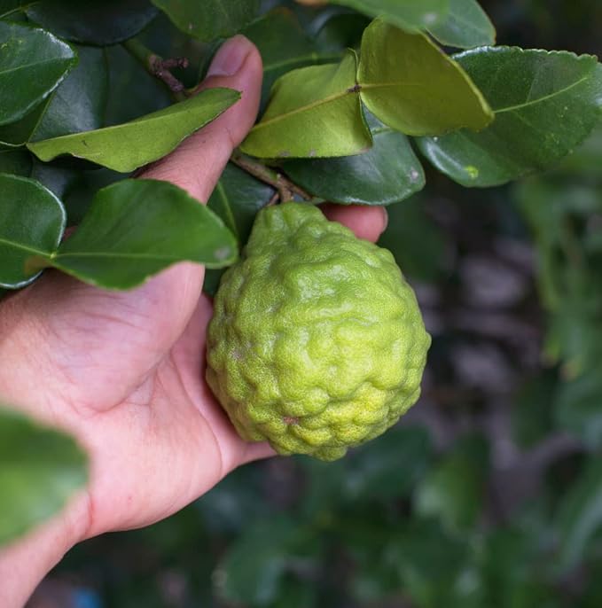 Bergamot Essential Oil - Image 7