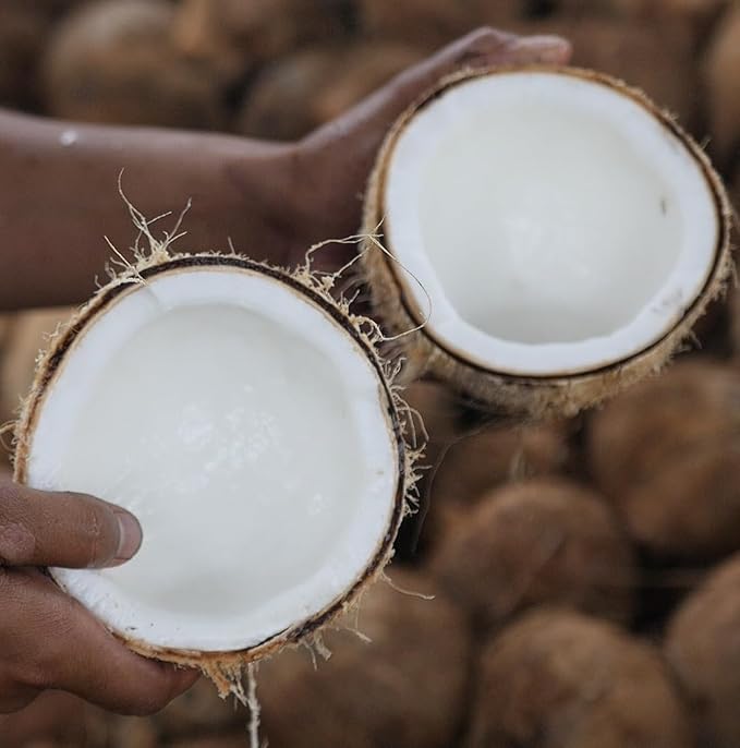 Fractionated Coconut Oil - Image 8