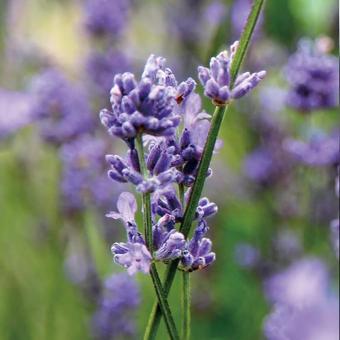 Aromatics International Lavender Artisan Hydrosol 100ml | Calming Aromatic Spray - Image 2