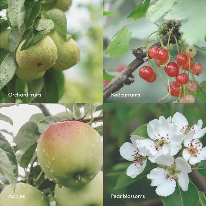 Skandinavisk FJORD Hand & Body Wash, Scent notes: Apple and pear blossom - Image 5