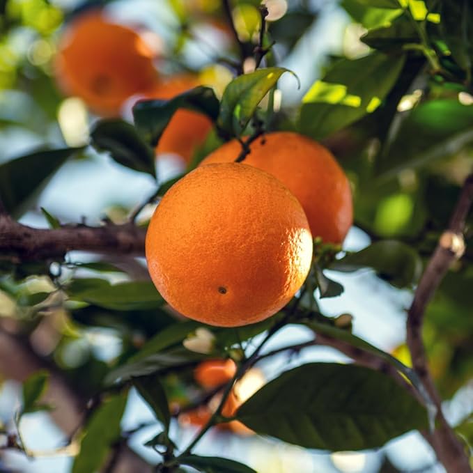 Blood Orange Essential Oil - Image 8