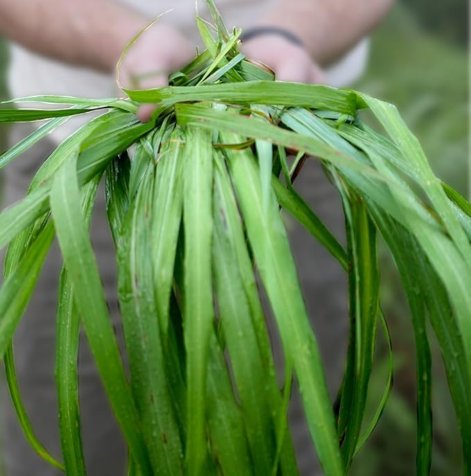 Citronella Essential Oil - Image 6