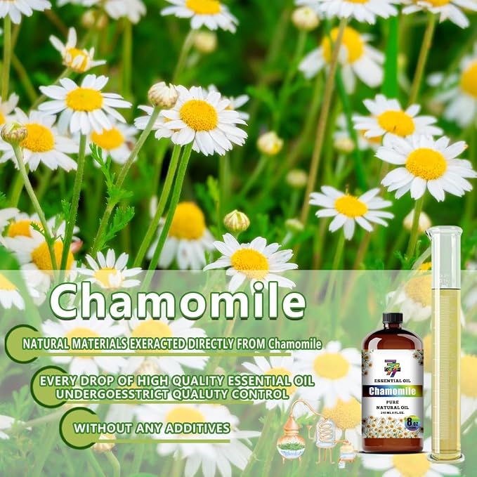 Chamomile Essential Oil – Chamomile Oils - Image 8