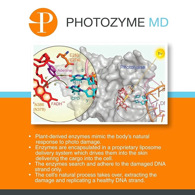 Photozyme DNA Repair Anti Aging Body Lotion Complex - Image 8
