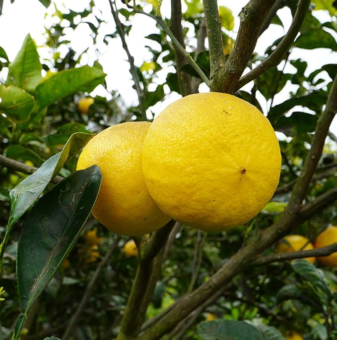 Grapefruit Essential Oil - Image 9