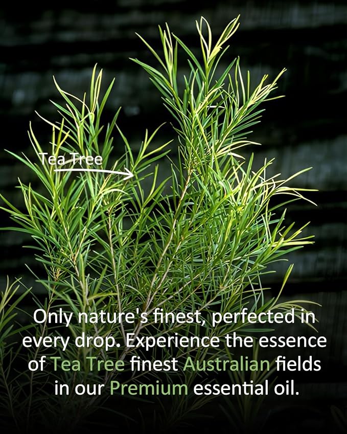 Pure Tea TreeEssential Oil, 100% Natural Tea TreeEssential Oil, Premium Grade - Image 4