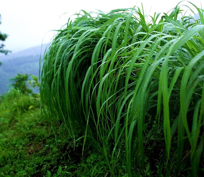 Citronella Essential Oil - Image 7