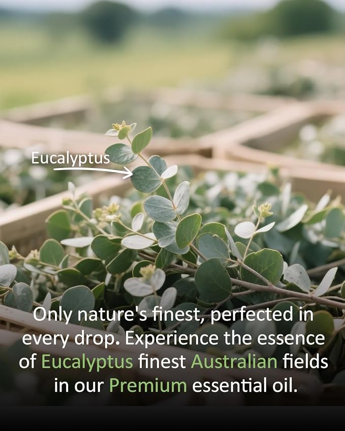 Pure Eucalyptus Essential Oil, 100% Natural Eucalyptus Essential Oil, Premium - Image 4