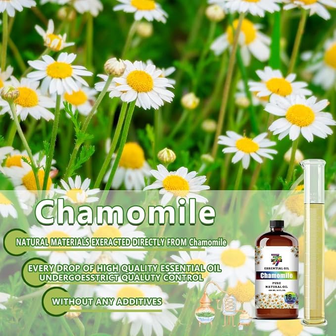 Chamomile Essential Oil – Chamomile Oils - Image 2