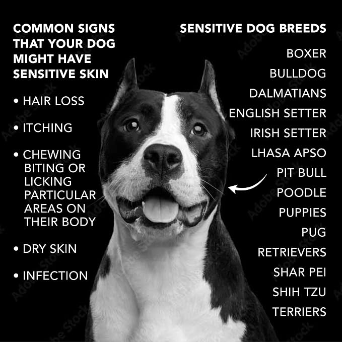 Pride and Groom The Sensitive One Box Set – Dog Shampoo & Conditioner - Image 8