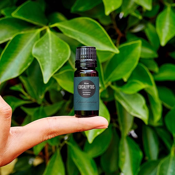 Edens Garden Eucalyptus- Blue Essential Oil- 100% Pure Premium Grade, - Image 2