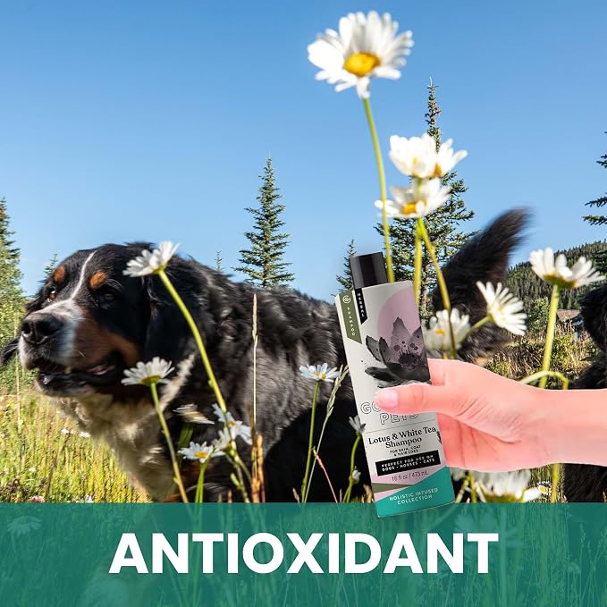 Holistic Natural Derived Lotus and White Tea Pet Shampoo: Veterinarian - Image 6