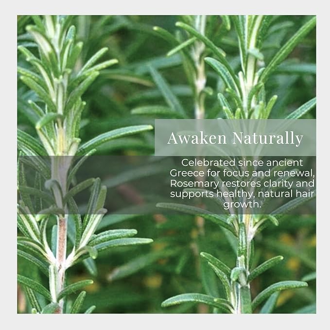 Silk Road Organic Rosemary Essential Oil & Jojoba Roll On, USDA Certified - Image 2