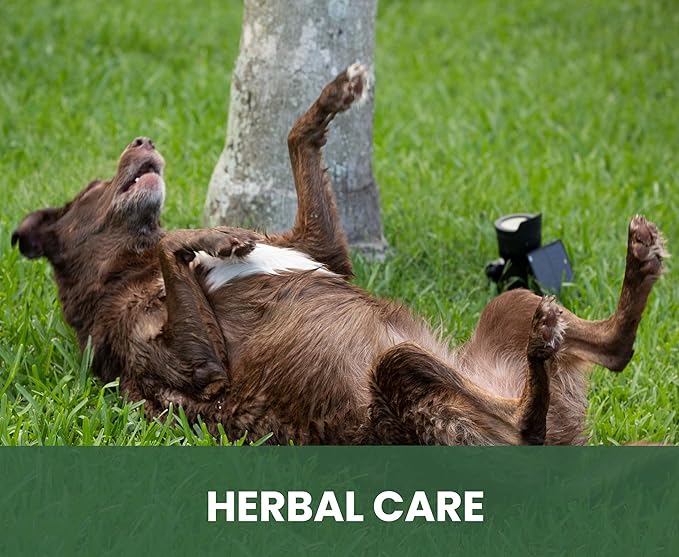 Holistic Natural Anti-Fungal Shampoo - Image 5