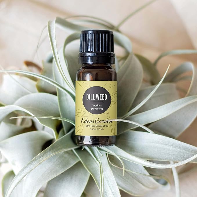 Edens Garden Dill Weed Essential Oil- 100% Pure Premium Grade, Therapeutic - Image 2