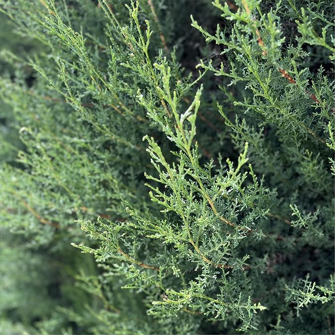 Cypress Essential Oil - Image 9