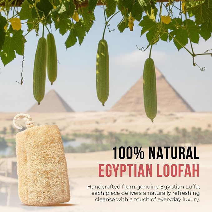 CraftsOfEgypt Natural Loofah Sponge – Egyptian Luffa Body Scrubber Pack of 1 - Image 5