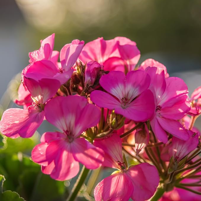 Geranium Essential Oil - Image 8