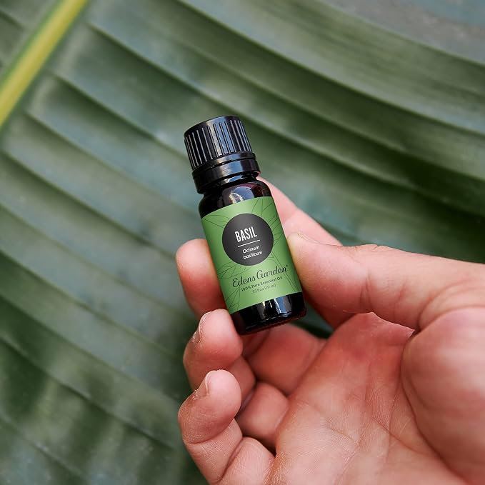 Edens Garden Basil Essential Oil- 100% Pure Premium Grade, Therapeutic - Image 2