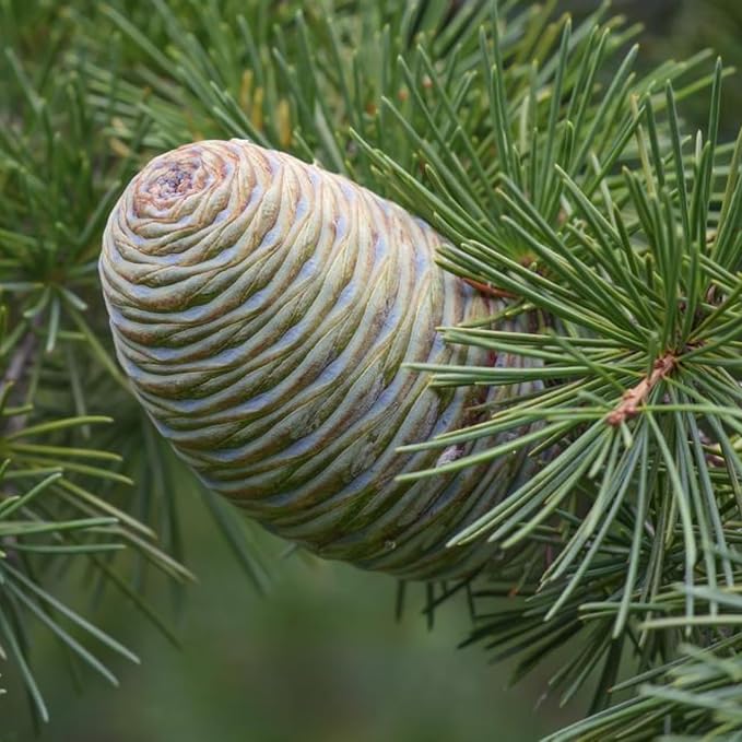 Cedarwood Essential Oil - Image 8
