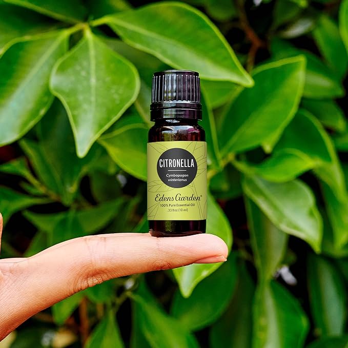Edens Garden Citronella Essential Oil- 100% Pure Premium Grade, Therapeutic - Image 2