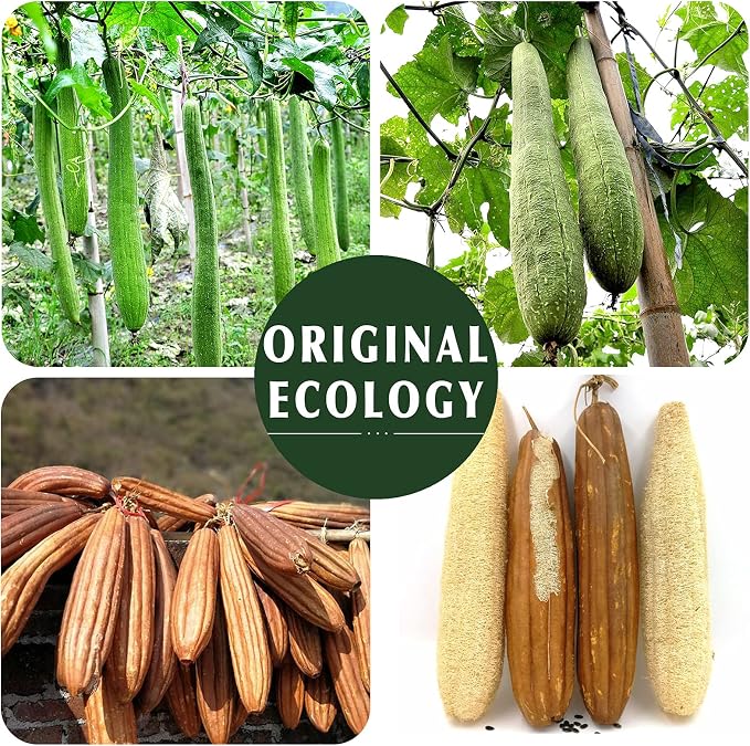 Natural Loofah Sponge Exfoliating Body Scrubber, Made - Image 5