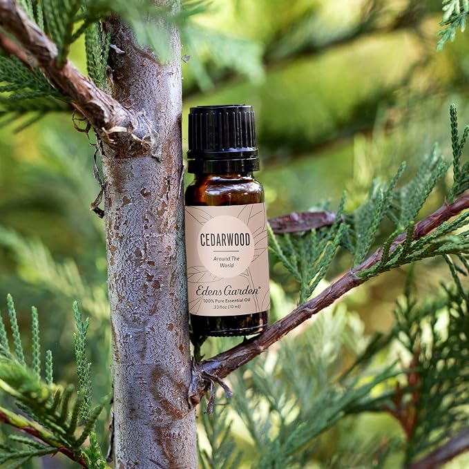 Edens Garden Cedarwood Around The World Essential Oil- 100% Pure Premium Grade - Image 2